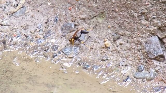 Black and yellow mud dauber, 8/22/19. смотреть онлайн