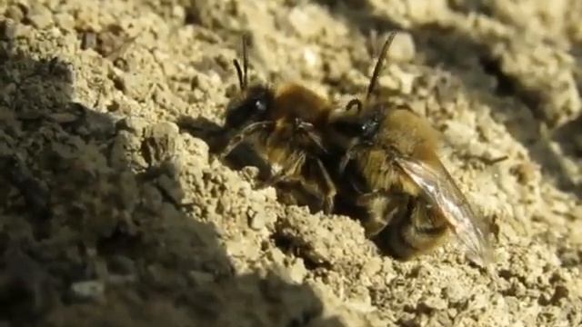 Párzó selyemméhek tolakodó hímekkel - Colletes cunicularius mating смотреть онлайн