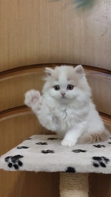 Котенок Хайленд Страйт смотреть онлайн
