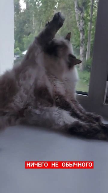 Просто моется #cat #юмор смотреть онлайн