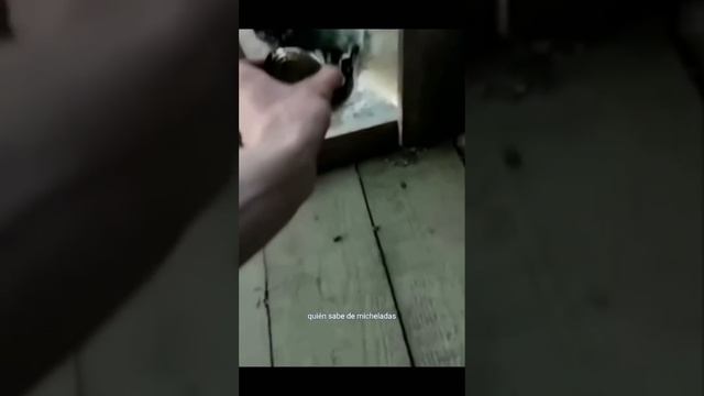 RESGATE DA URSA смотреть онлайн