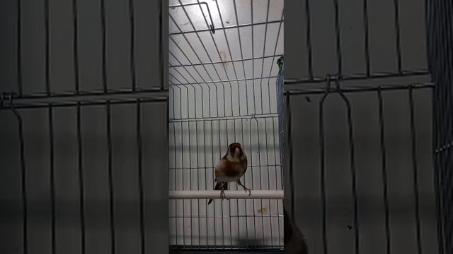 Белобородый щегол ярит смотреть онлайн