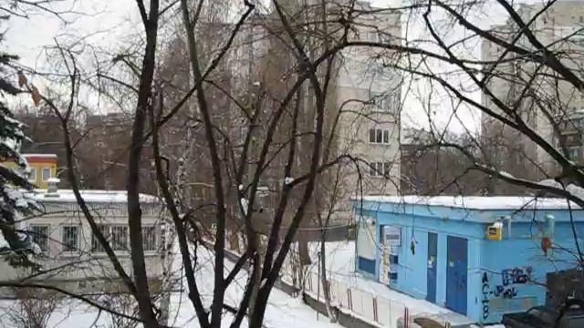 Сойка грачи и мяука / Jay caws and meows смотреть онлайн