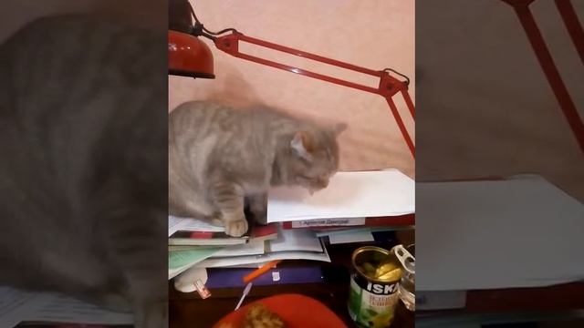 Кот ест оливки смотреть онлайн