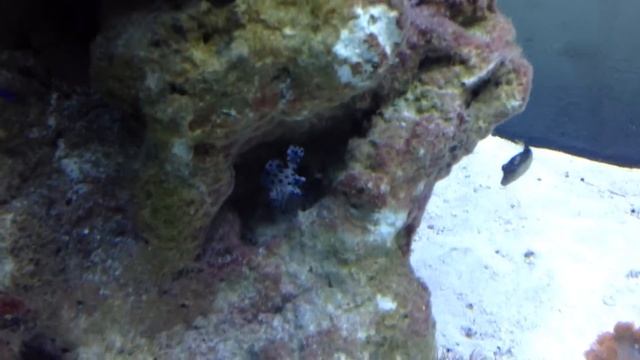 180 Gallon Predator Tank new setup смотреть онлайн