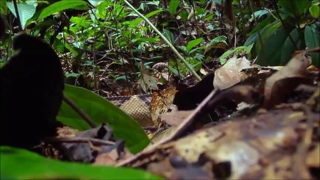 Wild Animals Life  National Geographic Channel