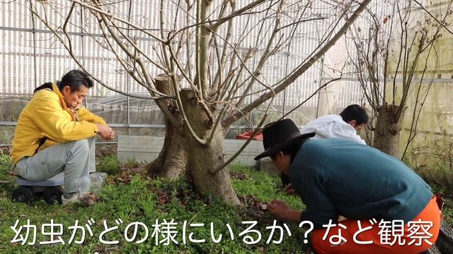 【日本一】第二回！オオムラサキ（Sasakia charonda）累代飼育、大量の越冬幼虫数え（2021年2月11日）蝶太郎物語りNo.71 смотреть онлайн