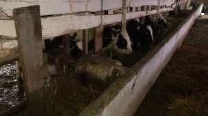 Травяной Откорм Быков