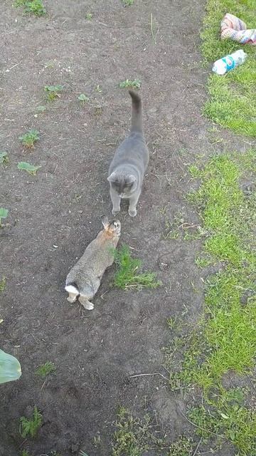 кролик и кошка 🐰🐈❤️ смотреть онлайн