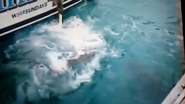 Goliath Grouper Swallows Shark whole смотреть онлайн