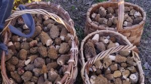 Весенние грибы 2024 года Сморчковая шапочка