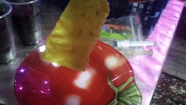 КАК ПРАВИЛЬНО ПОСЕЯТЬ ПОМИДОРЫ .ПОДРОБНАЯ ИНСТРУКЦИЯ . ВСЁ ЧТО НУЖНО ЗНАТЬ О ПОСЕВЕ ПОМИДОР . смотреть онлайн