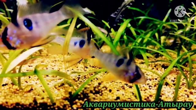 Апистограмма Рамирези түстері шығып жатыр. смотреть онлайн