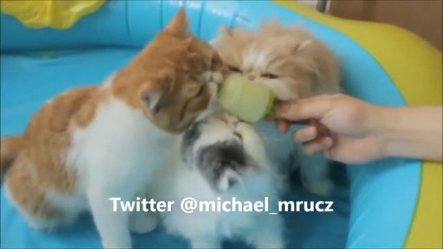 СМЕШНЫЕ КОШКИ ВИДЕО ЧАСТЬ 11 смотреть онлайн