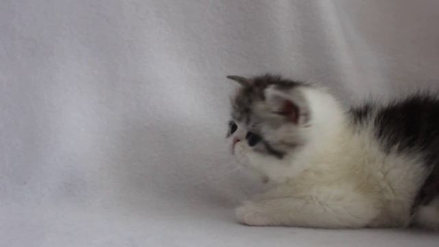 Kroshka Enot 1,5 m/o смотреть онлайн