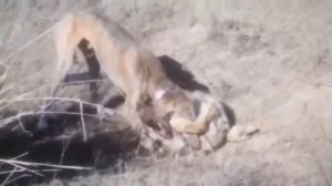 ПЕСНЯ РАНЕНОГО ВОЛКА