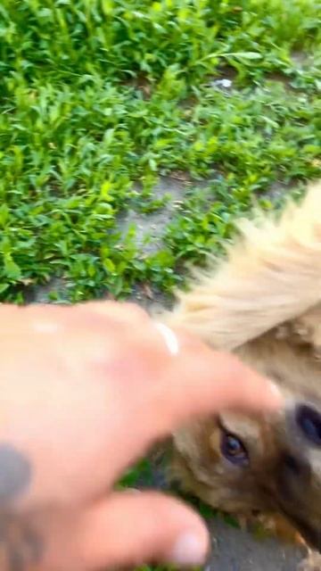 Пузан отдыхает #shortvideo #shortsvideo #животные #video #собака #nature #shorts #youtubeshorts смотреть онлайн