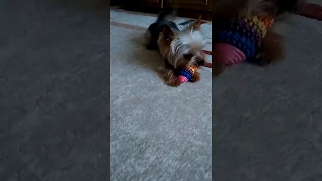 Рекс играет смотреть онлайн