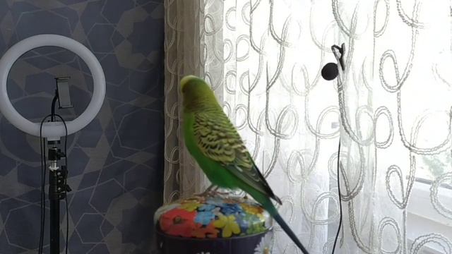 Говорящий попугай Кеша #попугай #короткиевидео #shorts смотреть онлайн