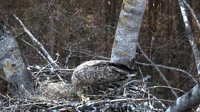 Белохвостый орлан - 2014 04 10. 19 15 смотреть онлайн