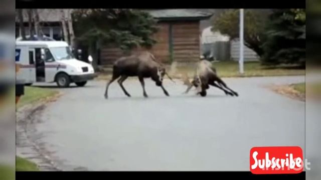 The beauty of animals in nature. Красота животных в природе. смотреть онлайн