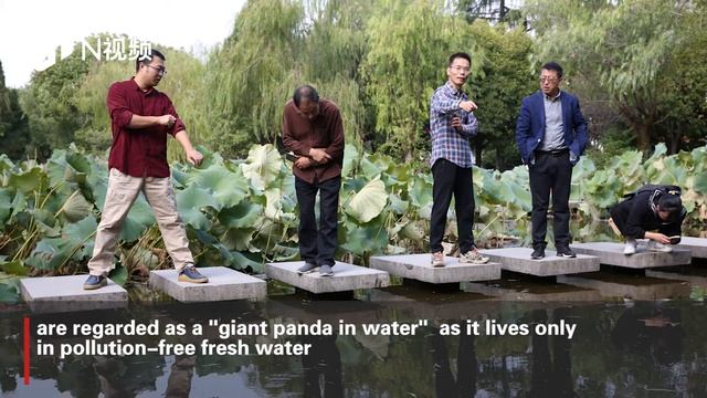 Peach blossom jellyfish found in Zhejiang смотреть онлайн