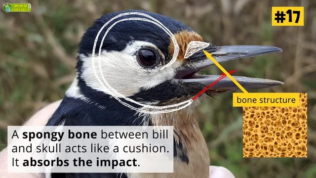 28 Facts About Great Spotted Woodpeckers - Learn All About - Animals for Kids - Educational Video смотреть онлайн