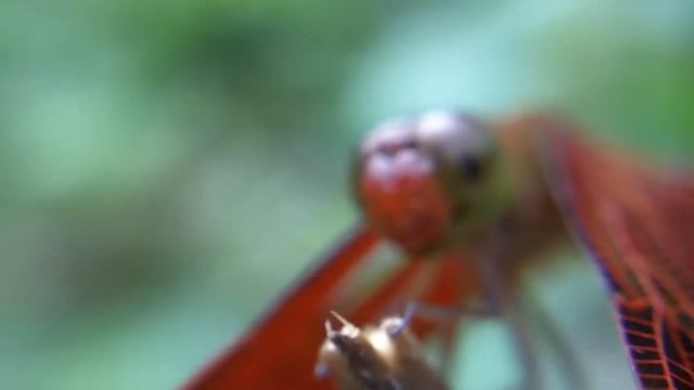 Macro lens test - The wings of a dragonfly pt2 смотреть онлайн