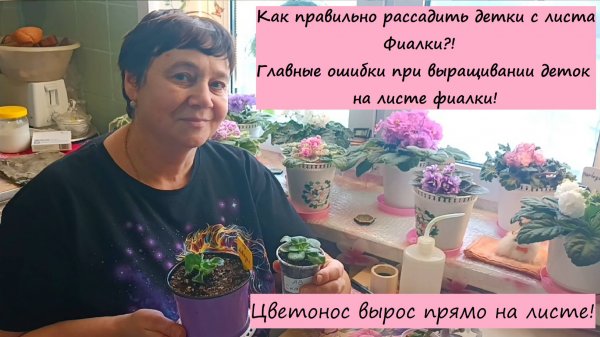 Как правильно отсадить детки Фиалок от листа! Главные ошибки при выращивании деток на листе Фиалки!