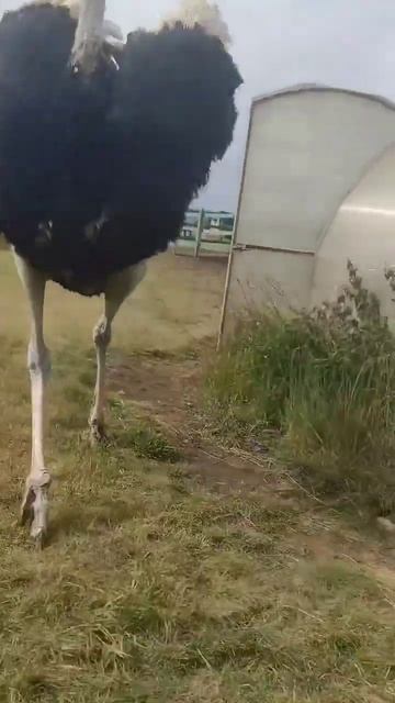 страус нападает / the ostrich attacks / #страус #live #like #livestream #fps #видео #виделивидео смотреть онлайн