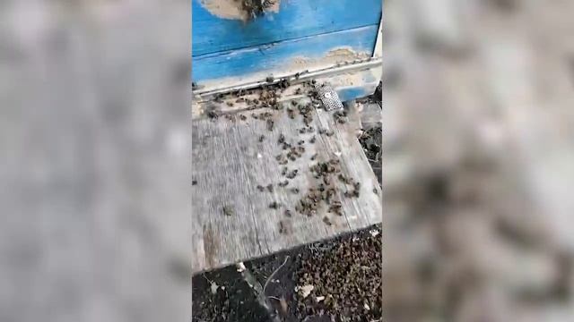 Массовый мор пчёл разорил пасечников из Волгоградской, Воронежской областей и Краснодарского края смотреть онлайн