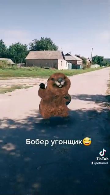 #бобер#тик ток#приколы смотреть онлайн
