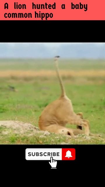 A lion hunted a baby common hippo #youtube #ytshortsvideo #ytshorts #junglexon смотреть онлайн