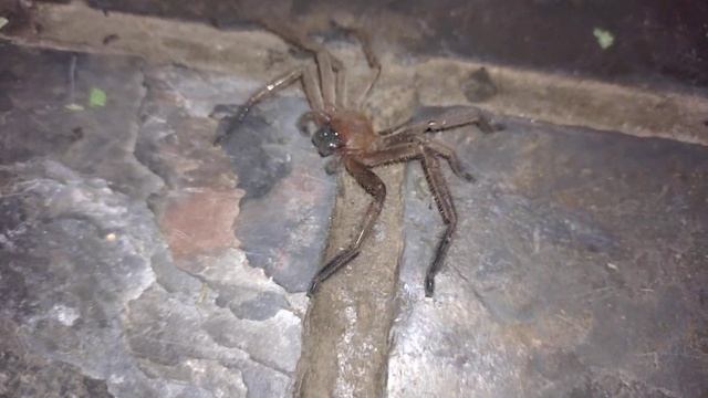Huntsman spider (Sparassidae) #spider смотреть онлайн