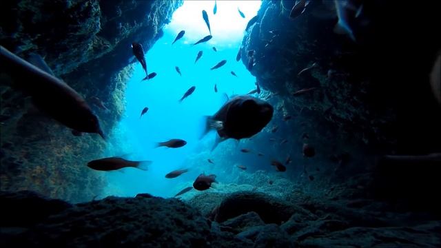 Apogon imberbis in the Cave смотреть онлайн