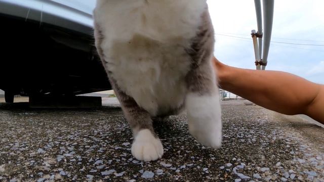 車の下にいた猫を撫でると鳩みたいな声で鳴いてカワイイ смотреть онлайн