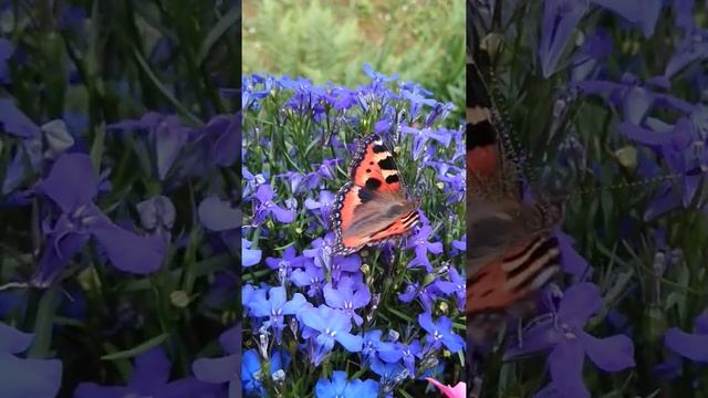 Schmetterlinge - Der kleine Fuchs/Aglais urticae. смотреть онлайн