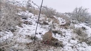 Как поймать куропатку