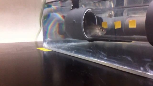 Surface Mexican tetra in swim flume смотреть онлайн