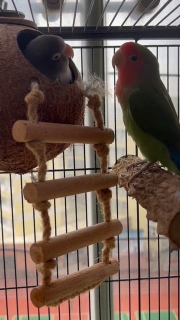 Мои 💕#bird#parrot#неразлучники# смотреть онлайн