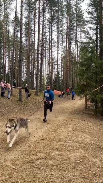 Рикки #karelia #husky #карелия #север #хаски смотреть онлайн