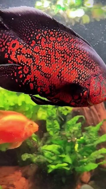 Новые коряги в аквариуме #аквариум #аквариумистика #цихлиды #аквариумныйдизайн #травник смотреть онлайн