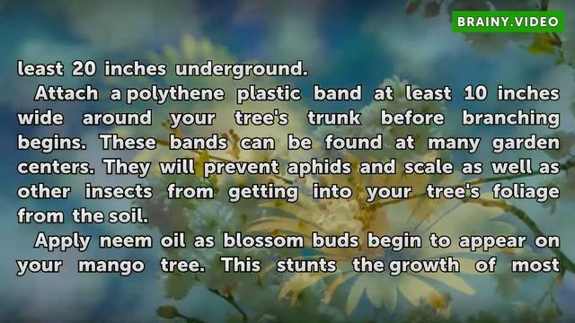 How to Treat Bugs on a Mango Tree смотреть онлайн