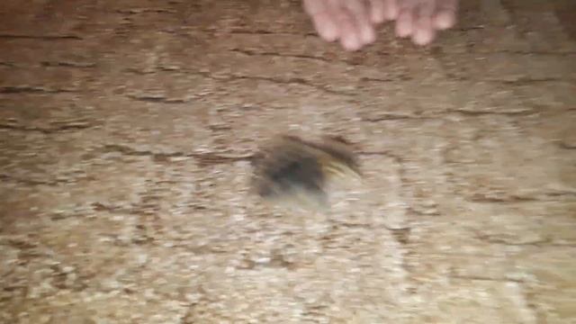 Перепелёнок....Селадон смотреть онлайн