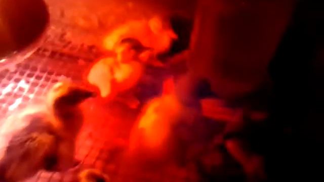 VID 20150418 1802131 смотреть онлайн