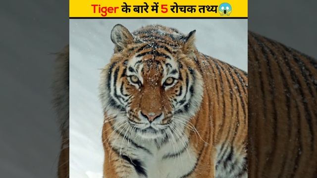 Tiger के बारे में 5 रोचक तथ्य😱 | #shorts #newfactsvideohindi #ytshorts смотреть онлайн
