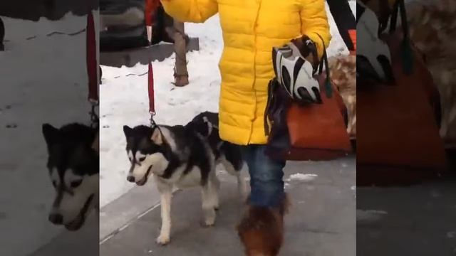 Хаски в Алматы смотреть онлайн