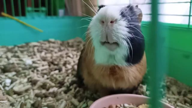 Морская свинка Макс #smw кушает в слоу мо смотреть онлайн