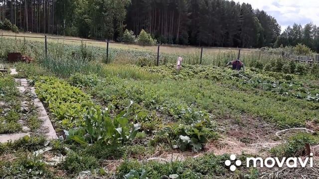 Вьетнамская вислобрюхая# огород# клубника. смотреть онлайн