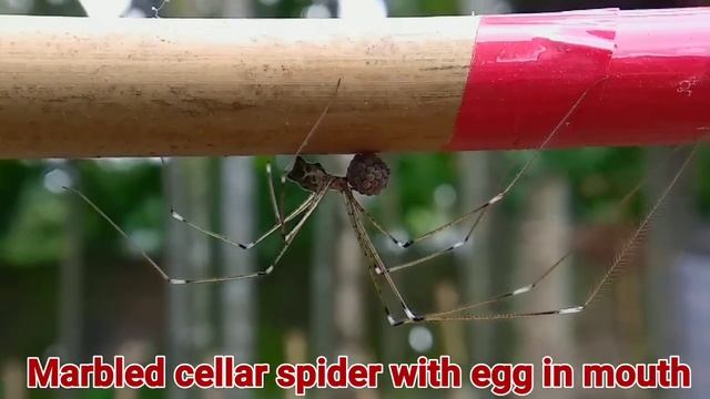 Marbled cellar spider with eggs,how marbled cellar spider survive смотреть онлайн